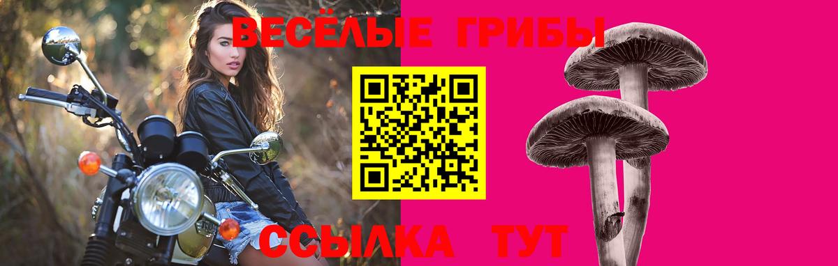 Ступино  купить наркоту  Вход с VPN  Галлюциногенные грибы GOLDEN TEACHER  Псилоцибиновые грибы Psilocybine cubensis 